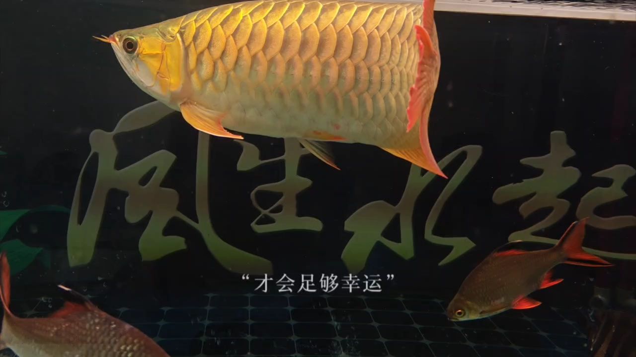 感悟人生（《感悟人生》：感悟人生）