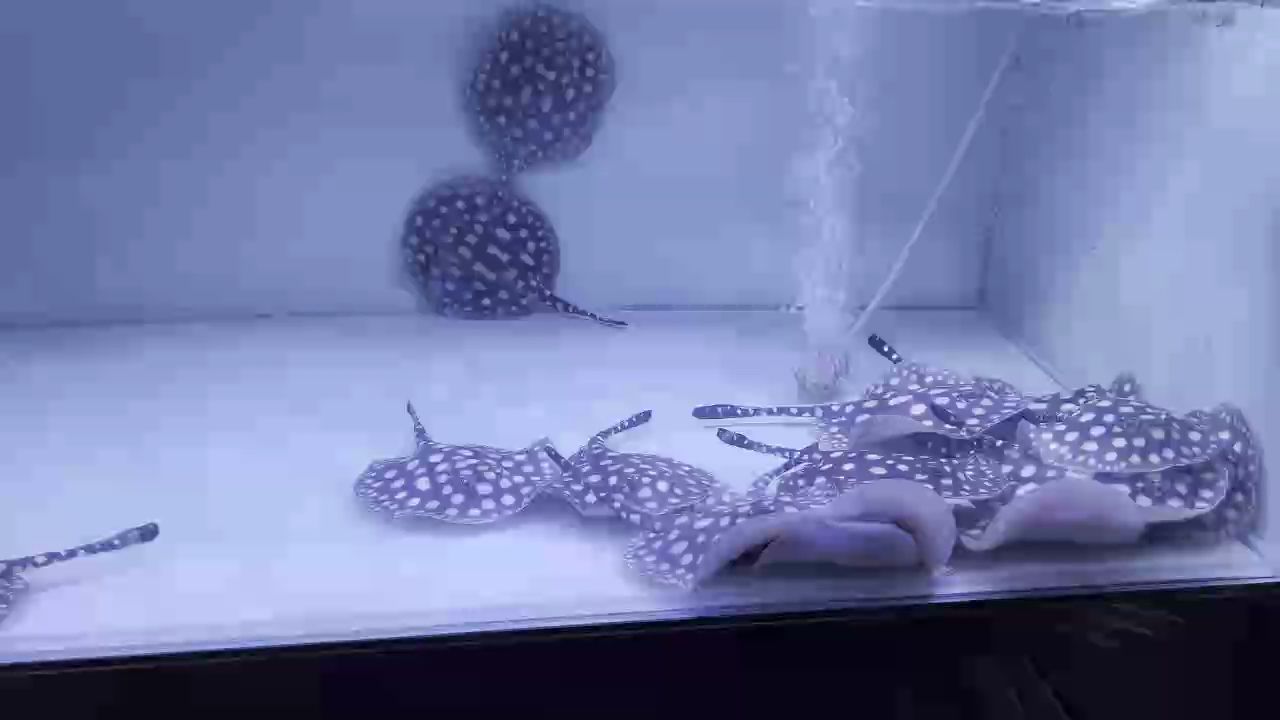 廣東江門軍仔魟魚繁殖（軍仔魟魚的繁殖研究取得了顯著成果） 廣東江門軍仔魟魚繁殖（軍仔魟魚的繁殖研究取得了顯著成果） 龍魚論壇