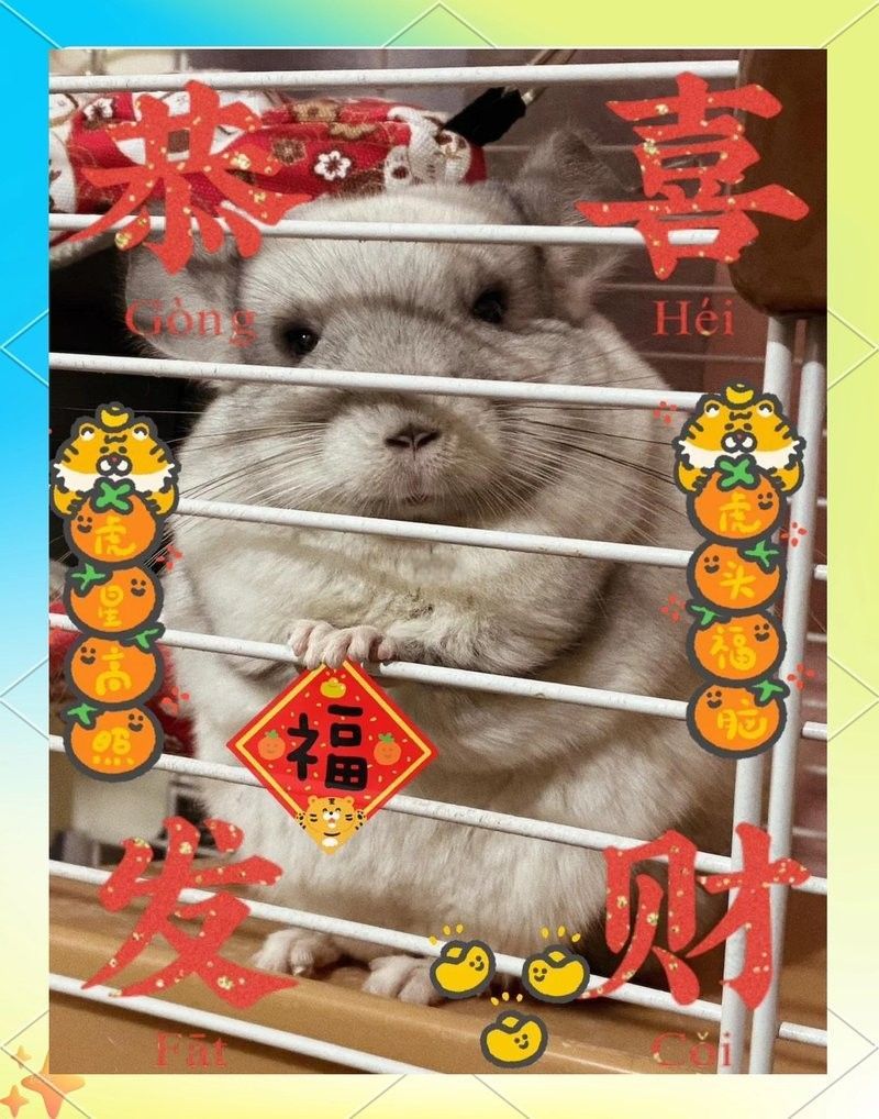金色龍貓的繁殖特點（金色龍貓的繁殖特點及繁殖方法） 金色龍貓的繁殖特點（金色龍貓的繁殖特點及繁殖方法） 龍魚百科 第6張