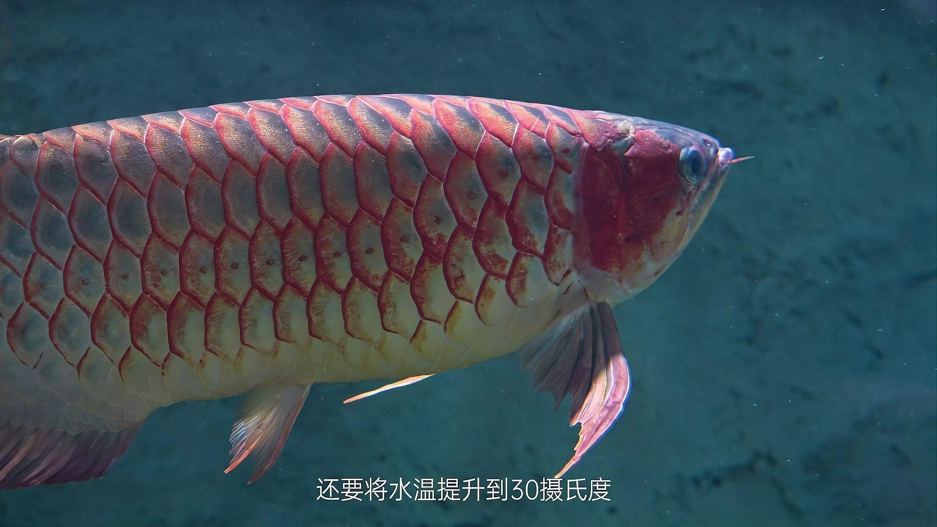 龍魚爛嘴會傳染嗎（龍魚爛嘴是什么原因所致，致病原因及治病處理） 龍魚爛嘴會傳染嗎（龍魚爛嘴是什么原因所致，致病原因及治病處理） 龍魚百科 第1張
