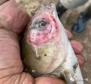 龍魚爛嘴會傳染嗎（龍魚爛嘴是什么原因所致，致病原因及治病處理） 龍魚爛嘴會傳染嗎（龍魚爛嘴是什么原因所致，致病原因及治病處理） 龍魚百科 第2張