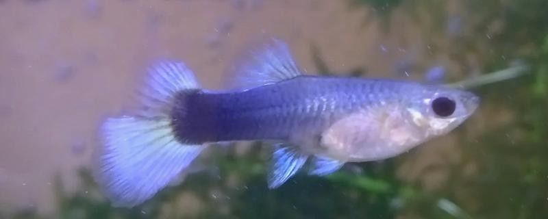 龍魚尾巴變紅會傳染嗎？（養(yǎng)魚小藝龍魚爛尾怎么辦氧寵博士龍魚爛尾怎么辦）