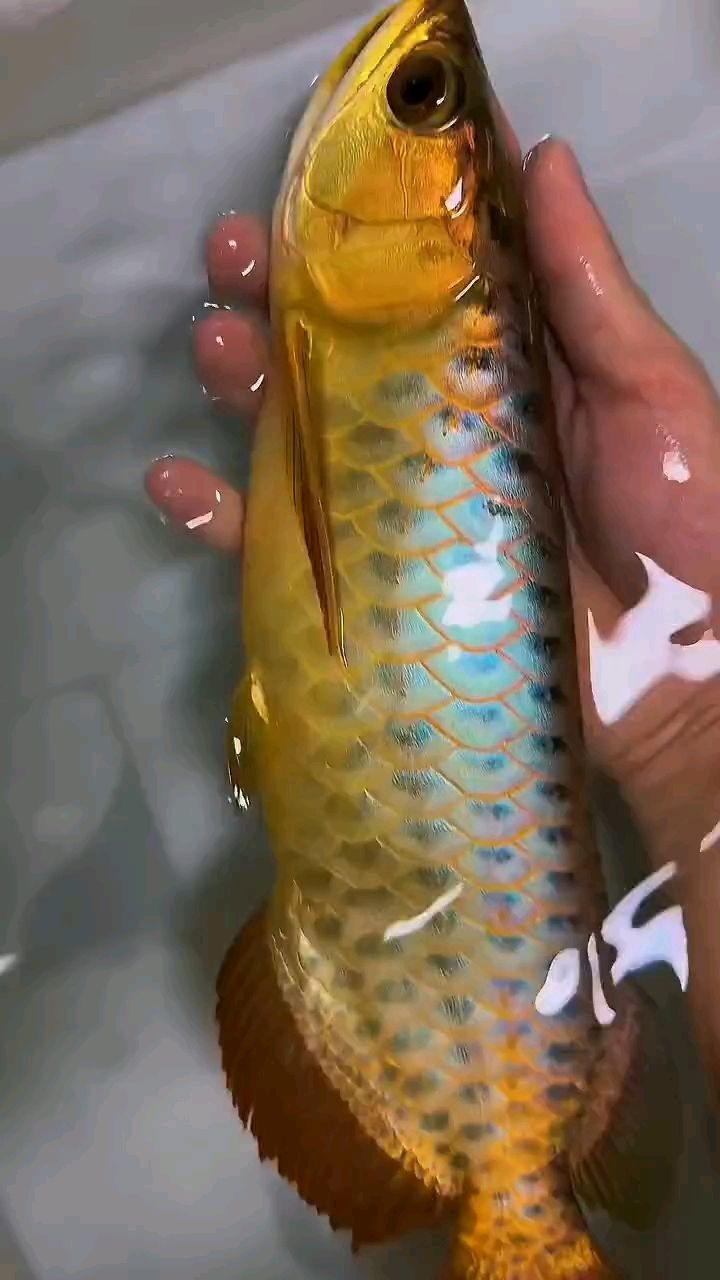 金龍--龍魚(金龍魚是一種在水族館和家庭魚缸中非常受歡迎的寵物) 龍魚論壇 金龍--龍魚(金龍魚是一種在水族館和家庭魚缸中非常受歡迎的寵物) 金龍--龍魚(金龍魚是一種在水族館和家庭魚缸中非常受歡迎的寵物) 龍魚論壇