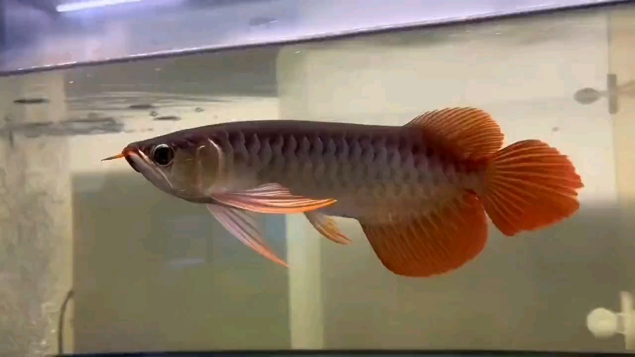 大湖紅龍--龍魚（南美洲的大湖泊中常見的觀賞魚——大湖紅龍）