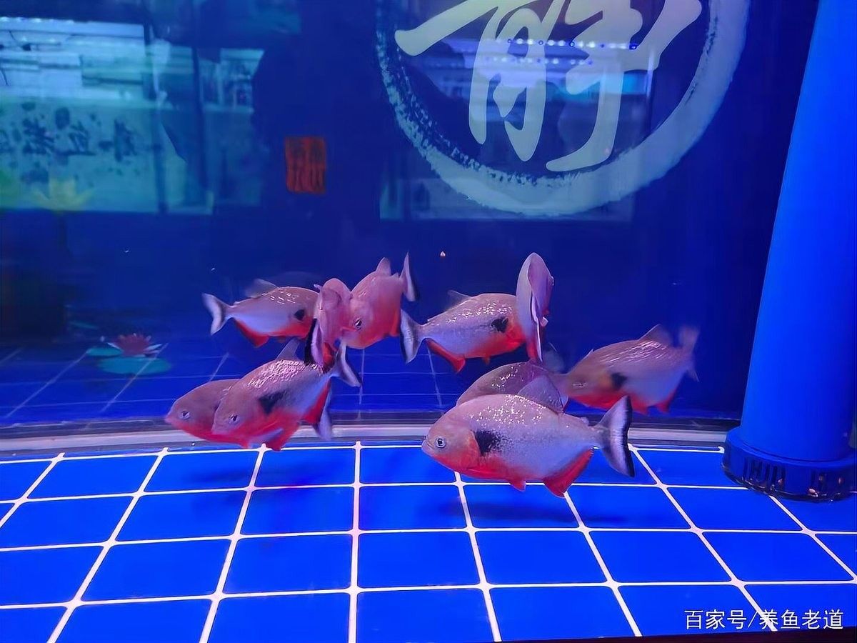 底濾缸不清洗會有什么后果？（養魚老道魚缸底濾清理全攻略解決水質問題迷人小祖宗）