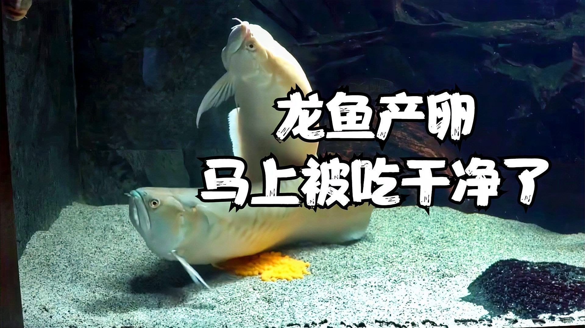 如何判斷龍魚是否成功繁殖？