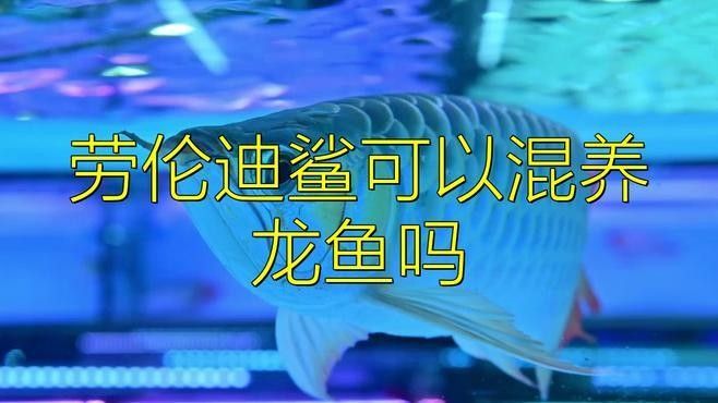 哪種鯊魚與龍魚混養最和諧？（宇辰爸爸聊娛樂:鯊魚與龍魚混養的最佳選擇）