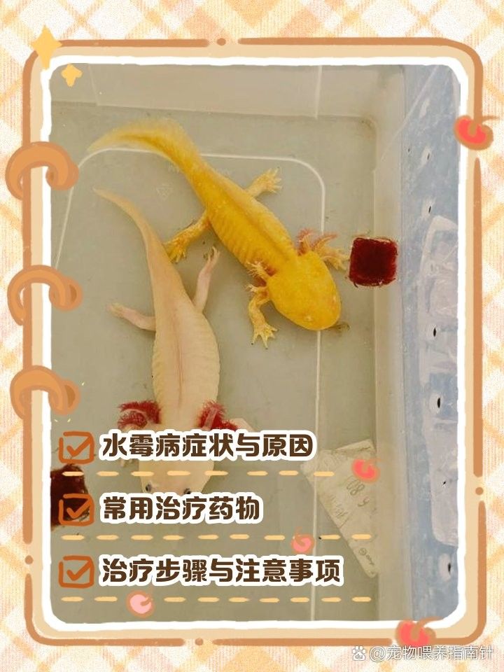 如何判斷龍魚鰭上的白色絮狀物是否由細菌感染引起