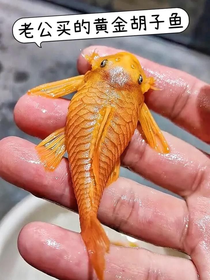龍魚缸推薦哪些工具魚 龍魚缸推薦哪些工具魚 龍魚百科 第1張