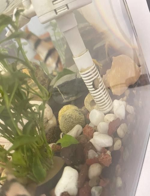 龍魚缸推薦哪些工具魚 龍魚缸推薦哪些工具魚 龍魚百科 第2張
