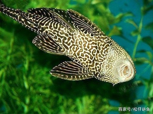 龍魚缸推薦哪些工具魚 龍魚缸推薦哪些工具魚 龍魚百科 第9張