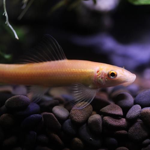 龍魚缸推薦哪些工具魚 龍魚缸推薦哪些工具魚 龍魚百科 第6張