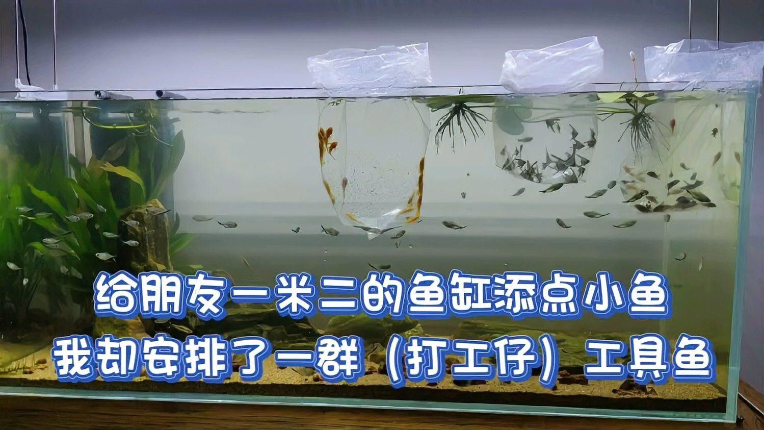 龍魚缸推薦哪些工具魚 龍魚缸推薦哪些工具魚 龍魚百科 第7張
