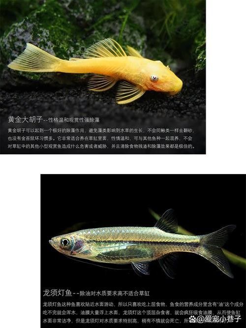 龍魚缸推薦哪些工具魚 龍魚缸推薦哪些工具魚 龍魚百科 第5張