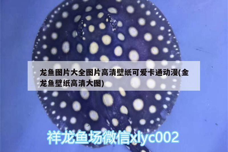 龍魚圖片大全圖片高清壁紙可愛(ài)卡通動(dòng)漫(金龍魚壁紙高清大圖)
