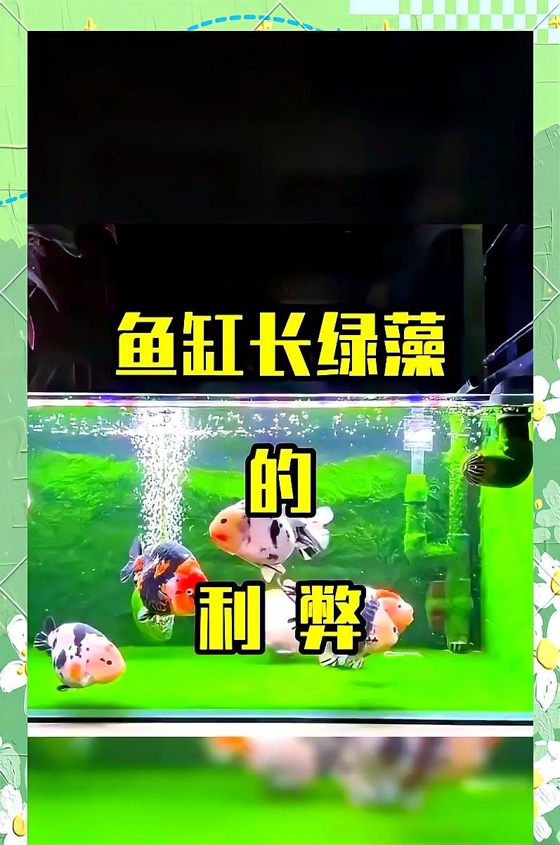 如何布置魚缸以提供足夠的遮蔽（0631威海自然棲息地打造9種創(chuàng)新魚缸造景技巧）
