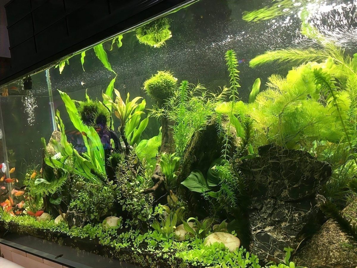如何布置魚缸以提供足夠的遮蔽（0631威海自然棲息地打造9種創(chuàng)新魚缸造景技巧）
