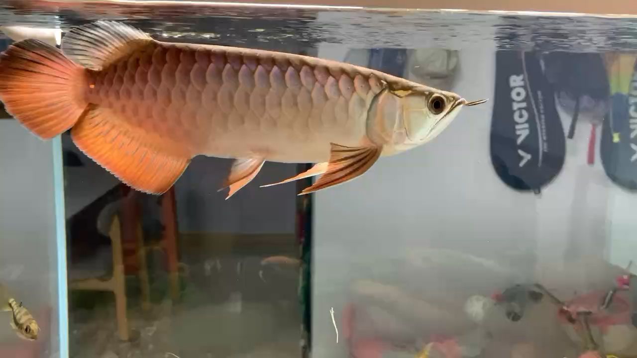 上濾魚缸養什么魚最好呢（上濾魚缸好用嗎）