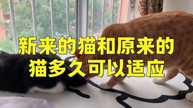 混養(yǎng)初期需要多久適應？