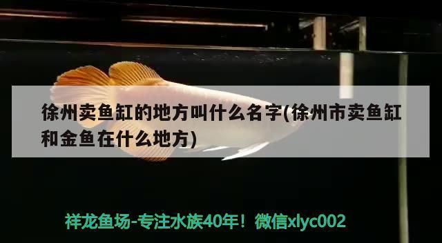 徐州賣魚缸的地方叫什么名字(徐州市賣魚缸和金魚在什么地方)