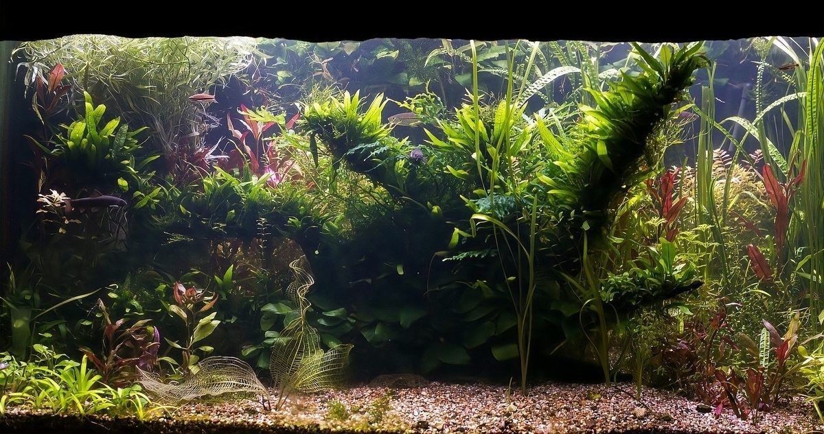 龍魚專用營養劑可以長期使用嗎（龍魚專用營養劑可以長期使用） 龍魚專用營養劑可以長期使用嗎（龍魚專用營養劑可以長期使用） 龍魚百科 第8張