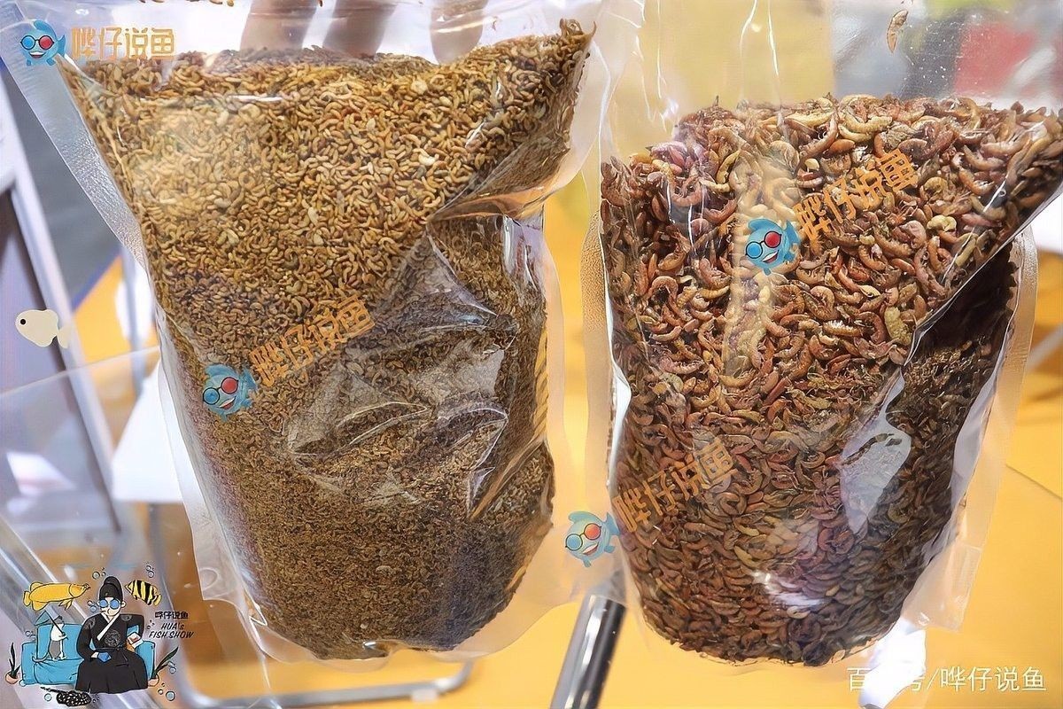 如何給龍魚投喂面包蟲 如何給龍魚投喂面包蟲 龍魚百科 第4張