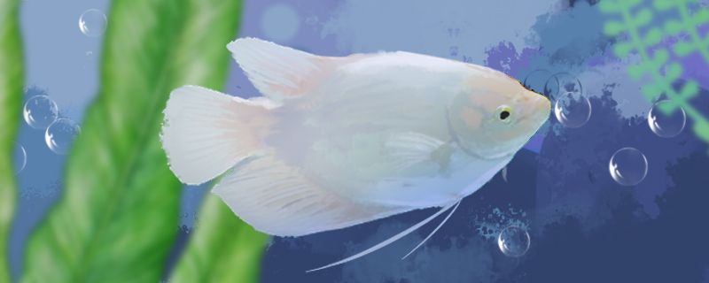 魚缸一體過濾器（魚缸除余氯過濾器） 魚缸一體過濾器（魚缸除余氯過濾器） 觀賞魚百科 第2張