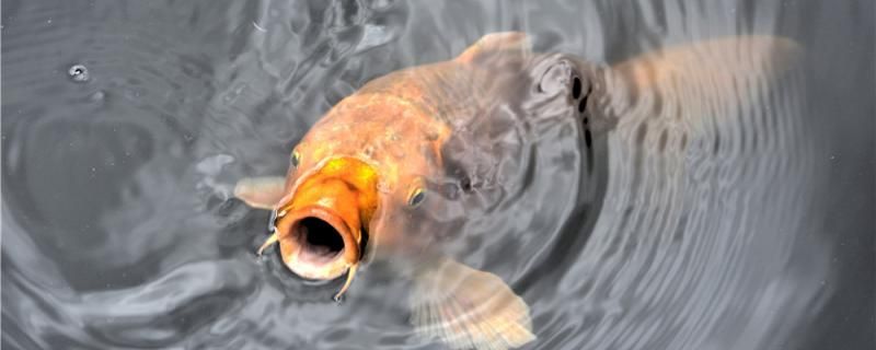 魚缸一體過濾器（魚缸除余氯過濾器） 魚缸一體過濾器（魚缸除余氯過濾器） 觀賞魚百科 第1張