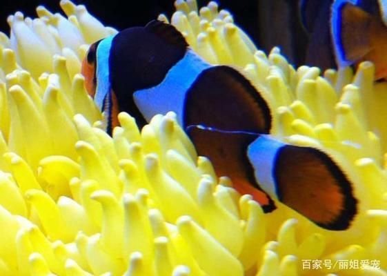 西龍魚缸安裝教程，西龍魚缸安裝教程：安裝西龍魚缸前需要準備哪些工具和材料