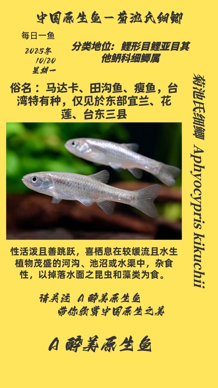 菊池氏細鯽