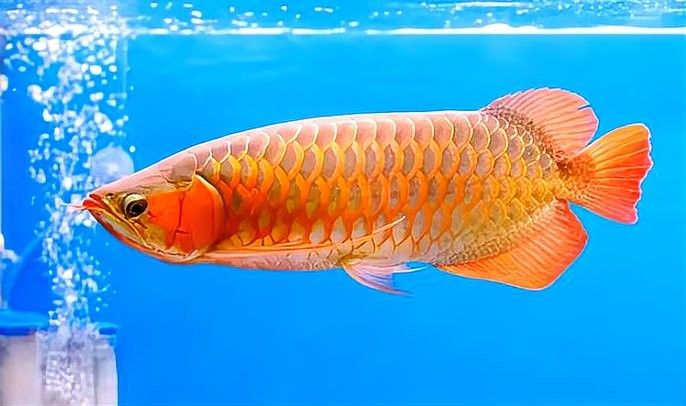 龍魚檢疫有哪些常見誤區(qū) 龍魚檢疫有哪些常見誤區(qū) 龍魚百科 第4張