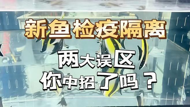 龍魚檢疫有哪些常見誤區(qū) 龍魚檢疫有哪些常見誤區(qū) 龍魚百科 第3張