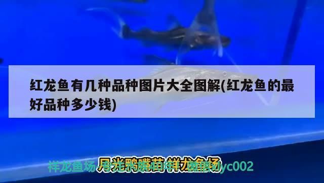 紅龍魚有幾種品種圖片大全圖解(紅龍魚的最好品種多少錢)