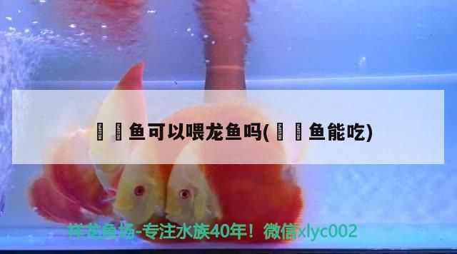 鳑鲏魚可以喂龍魚嗎(鳑鲏魚能吃) 鳑鲏魚可以喂龍魚嗎(鳑鲏魚能吃) 觀賞魚百科 第2張