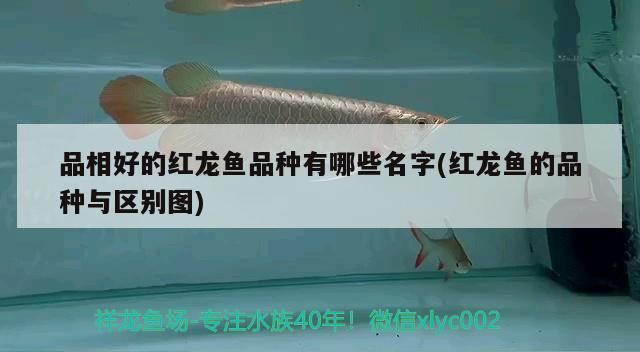品相好的紅龍魚品種有哪些名字(紅龍魚的品種與區別圖)