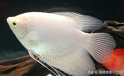 如何安全地喂食招財龍魚（如何正確喂養招財龍魚）