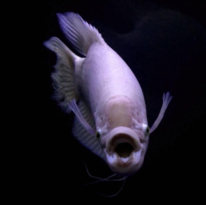 如何安全地喂食招財龍魚（如何正確喂養招財龍魚）