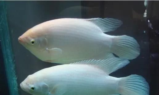 如何安全地喂食招財龍魚（如何正確喂養招財龍魚）