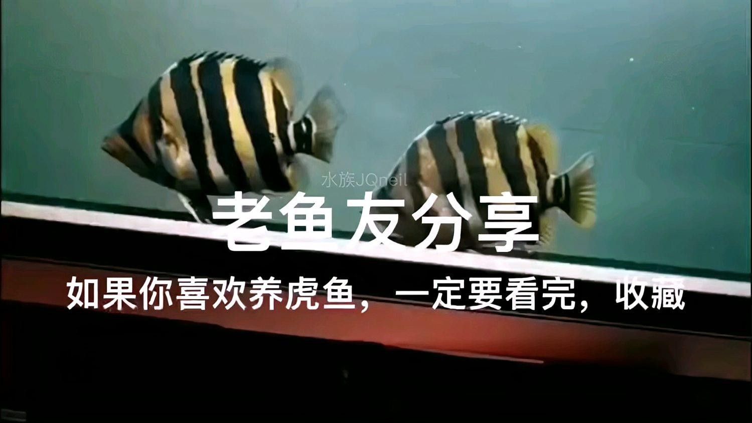 虎魚和龍魚哪個更耐高溫（虎魚和龍魚的耐高溫特性對比）