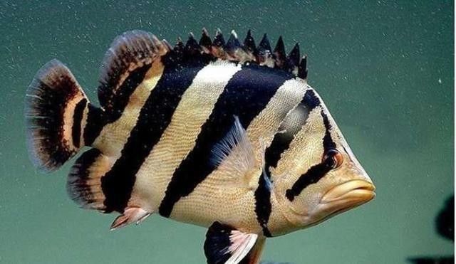 虎魚和龍魚哪個更耐高溫（虎魚和龍魚的耐高溫特性對比）