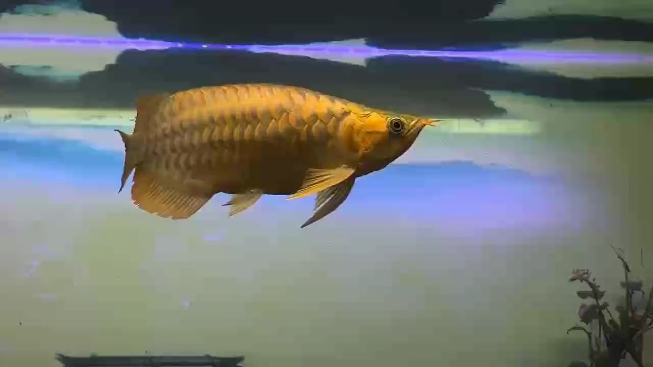 矮矬窮養殘篇。