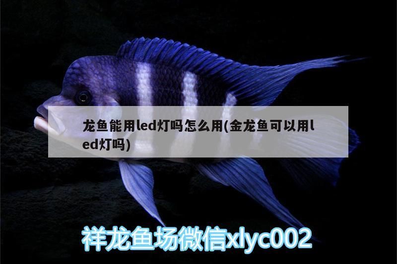 龍魚能用led燈嗎怎么用(金龍魚可以用led燈嗎)