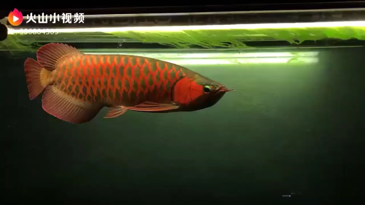 黔東南苗族侗族自治州水族館記錄一下我曾經養大的一條紅龍