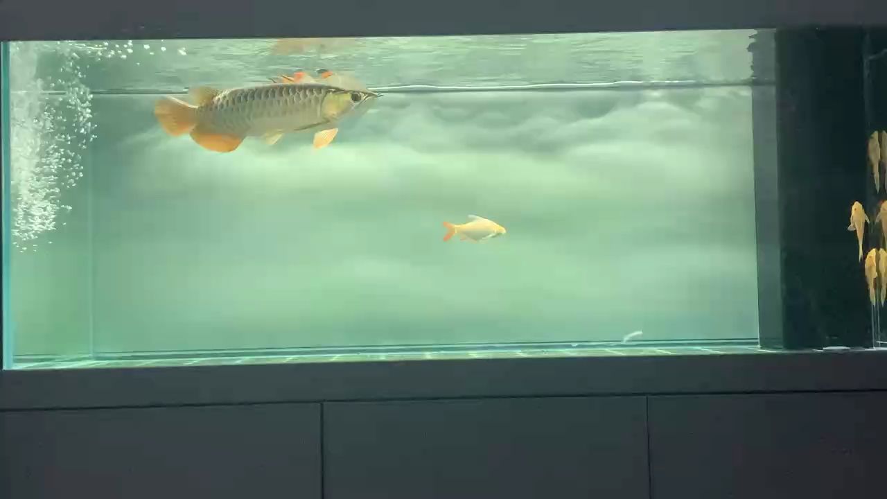 剛喂完食物（剛喂完食物，本文探討了喂食后動物的變化及其對飼養管理的影響）