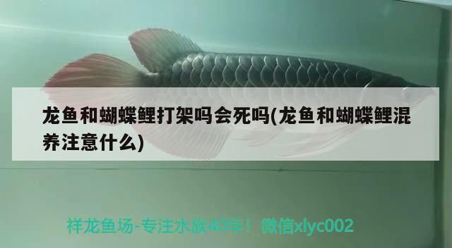 龍魚和蝴蝶鯉打架嗎會死嗎(龍魚和蝴蝶鯉混養(yǎng)注意什么) 龍魚和蝴蝶鯉打架嗎會死嗎(龍魚和蝴蝶鯉混養(yǎng)注意什么) 觀賞魚百科