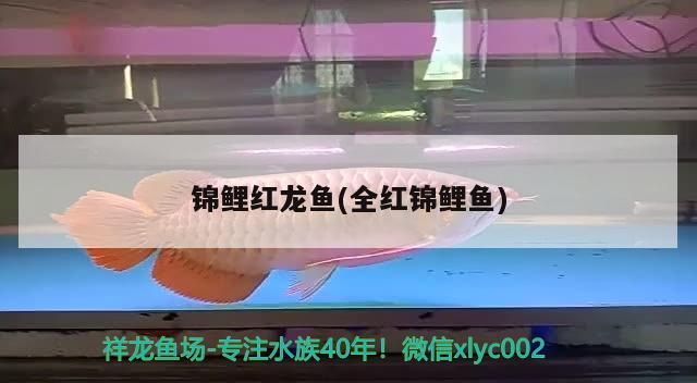 錦鯉紅龍魚(全紅錦鯉魚)