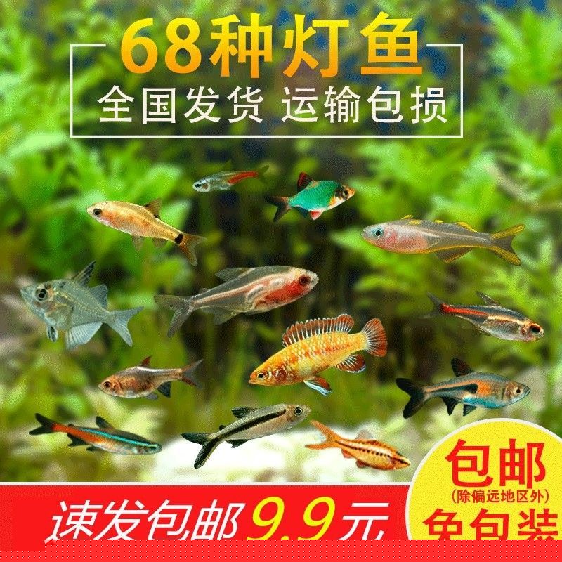 孔雀魚和燈科魚混養(yǎng)需要注意什么？（孔雀魚和燈科魚混養(yǎng)時(shí)需要注意以下幾點(diǎn)）