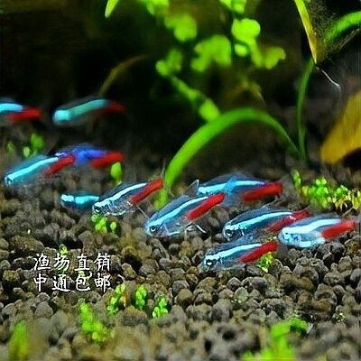 孔雀魚和燈科魚混養(yǎng)需要注意什么？（孔雀魚和燈科魚混養(yǎng)時(shí)需要注意以下幾點(diǎn)）
