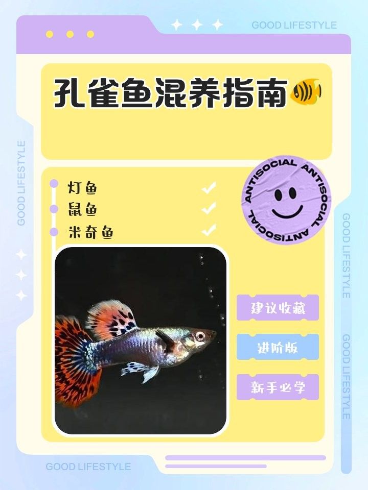 孔雀魚和燈科魚混養(yǎng)需要注意什么？（孔雀魚和燈科魚混養(yǎng)時(shí)需要注意以下幾點(diǎn)）