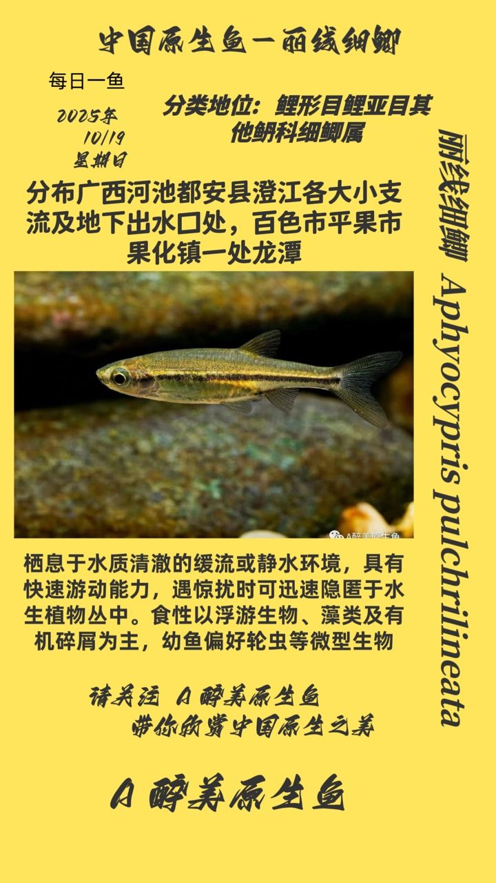 麗線細鯽（麗線細鯽對水質的要求不高，） 麗線細鯽（麗線細鯽對水質的要求不高，） 龍魚論壇